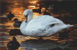 (image for) Sunset Swan